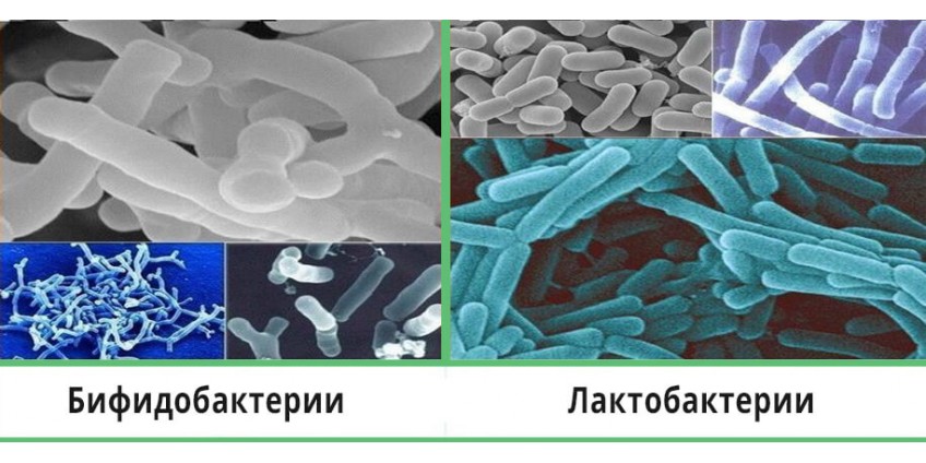 Лакто- и бифидобактерии в составе Лабицида S4